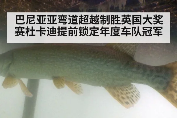 巴尼亚亚弯道超越制胜英国大奖赛杜卡迪提前锁定年度车队冠军